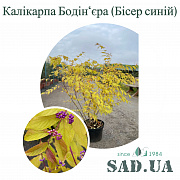 Красивоягідник Бодін'єра (Бісер синій) 1,2-1,6 м, (контейнер 20-25 л) - SAD.UA#$#Красивоягідник Бодін'єра (Бісер синій) 1,2-1,6 м, (контейнер 20-25 л) - SAD.UA