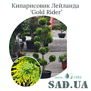 Кипарисовик Лейланда Gold Rider 1.2-1.4 м, (ф.Пон-Пон), контейнер 20 л - SAD.UA#$#Кипарисовик Лейланда Gold Rider 1.2-1.4м, (ф.Пон-Пон), конт.20л - SAD.UA