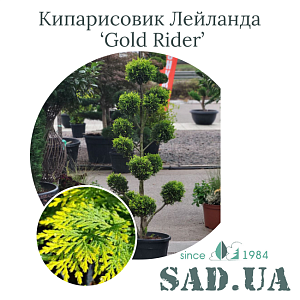 Кипарисовик Лейланда Gold Rider 1.2-1.4м, (ф.Пон-Пон), конт.20л
