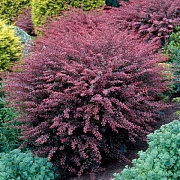 Барбарис Тунберга Rose Glow 30-40см, (контейнер 5-7,5 л) - SAD.UA#$#Барбарис Тунберга Rose Glow 30-40см, (контейнер 5-7,5 л) - SAD.UA