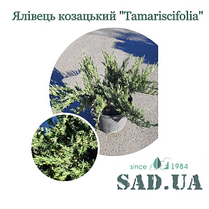 Можжевельник казацкий Tamariscifolia 50-60 см, (контейнер 15 л)#$#Ялівець Козацький Tamariscifolia 50-60 см, (контейнер 15 л)