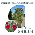 Олеандр Звичайний Rosa Sangee Semplice 1.5 -1.7м, конт.65л. - 0 - SAD.UA