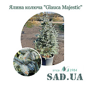 Ялина Колюча Glauca Majestic 1,6-1,8м (конт. 45-60л) - SAD.UA#$#Ялина Колюча Glauca Majestic 1,6-1,8м (конт. 45-60л) - SAD.UA