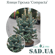 Пихта горная Compacta 30-40см, Ø20-30см, (конт.10л) - SAD.UA#$#Ялиця Гірська Compacta 30-40см, Ø20-30см, (конт.10л) - SAD.UA