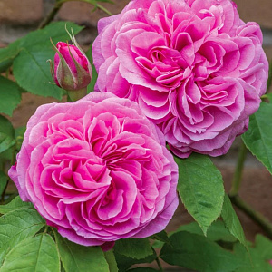 Троянда Англійська Gertrude Jekyll 30-40см, (конт.5л)