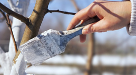 Як захистити стовбури дерев у холодну пору року