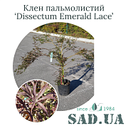 Клён пальмолистный Dissectum Emerald Lace 60-80 см, (конт. 12 л) - SAD.UA#$#Клен Пальмолистий Dissectum Emerald Lace 60-80cм, (конт.12л) - SAD.UA