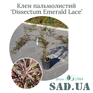 Клен Пальмолистий Dissectum Emerald Lace 60-80cм, (конт.12л)