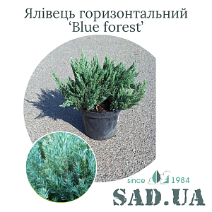 Ялівець Горизонтальний Blue Forest 15-20 см, (конт. 3л)