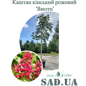 Каштан Конский Розовый "Briotii" 3,0-3,2 (обхв.ст. 16-18 см),ком - SAD.UA