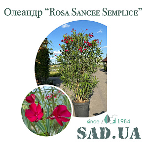 Олеандр Звичайний Rosa Sangee Semplice 1.5 -1.7м, конт.65л.