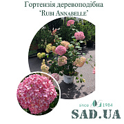 Гортензія Деревовидна Ruby Annabelle 50-60см, (контейнер 20л) - SAD.UA#$#Гортензія Деревовидна Ruby Annabelle 50-60см, (контейнер 20л) - SAD.UA