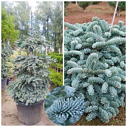 Ялиця Іспанська Glauca 1.2-1.4 м, (контейнер 130 л) - SAD.UA#$#Ялиця Іспанська Glauca 1.2-1.4 м, (контейнер 130 л) - SAD.UA