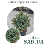 Ель Сербская Nana 20-30см (контейнер 5л) - SAD.UA#$#Ялина Сербська Nana 20-30см (контейнер 5л) - SAD.UA