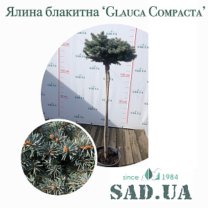Ель Голубая Glauca Compacta, штамб 80см  (контейнер 18л) - SAD.UA