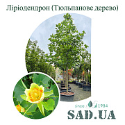 Лириодендрон 5,0-6,0 м, обхват ствола 22-25 см, (конт.600 л) - SAD.UA#$#Ліріодендрон 5,0-6,0м, обхв.ст.22-25см, (конт.600л) - SAD.UA