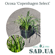 Осока Copenhagen Select (конт.3л) - SAD.UA#$#Осока Copenhagen Select (конт.3л) - SAD.UA