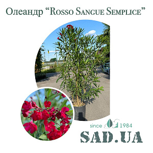 Олеандр Звичайний Rosso Sangue Semlice 1.4-1.6м, конт.30л