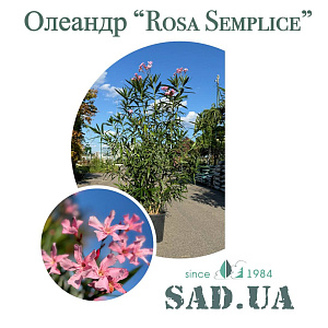 Олеандр Звичайний Rosa Semlice 1.4-1.6м, конт.30л