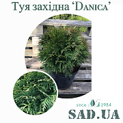 Троянда Англійська Roald Dowl 30-40см, (конт.5л) - SAD.UA#$#Ялина Сербска Peve Tijn 20-30(контейнер 18л) - SAD.UA