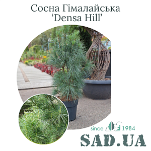 Сосна Гімалайська Densa Hill 80-90см, (конт.10л)