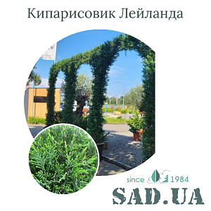Кипарисовик Лейланда 2.5-3.0м, (ф. Арка потрійна), конт.70л