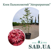 Клен Пальмолистий Atropurpureum 1,5-1,8м, (конт. 20л) - SAD.UA#$#Клен Пальмолистий Atropurpureum 1,5-1,8м, (конт. 20л) - SAD.UA