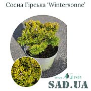 Сосна Горная Wintersonne 15-20 см, (конт. 3 л) - SAD.UA#$#Сосна Гірська Wintersonne 15-20см, (конт.3л) - SAD.UA