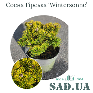 Сосна Гірська Wintersonne 15-20см, (конт.3л)