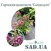 Гортензія Волотиста Candelight 30-50см, (контейнер 5 л) - SAD.UA#$#Гортензія Волотиста Candelight 30-50см, (контейнер 5 л) - SAD.UA