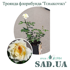 Роза Флорибунда Tchaikovski 50-60см, (конт.5л) - SAD.UA