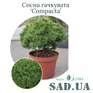 Сосна Гачкувата Compacta 30-40см, (конт.10л)