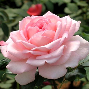 Троянда штамб Royal pale Pink 75-90см (штамб 45см), контейнер 5 л