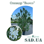 Олеандр Обыкновенный Bianco 1.5 -1.7см, конт.65л. - SAD.UA#$#Олеандр Звичайний Bianco 1.5 -1.7см, конт.65л. - SAD.UA