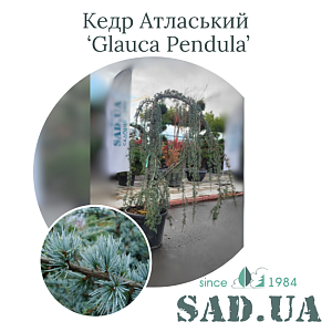 Кедр Атласький Glauca Pendula 1.2-1.5м, (конт.55л)