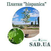 Платан hispanica обх. 12-14 см (контейнер мікс) - SAD.UA#$#Платан hispanica обх. 12-14 см (контейнер мікс) - SAD.UA