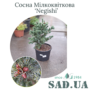 Сосна Мілкоквіткова Negishi 70-80см, (конт.25л)