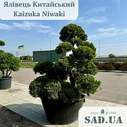 Можжевельник Китайський Kaizuka 2.2-2.4м (ф.Niwaki), конт.280л - SAD.UA#$#Ялівець Китайський Kaizuka 2.2-2.4м (ф.Niwaki), конт.280л - SAD.UA
