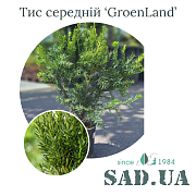 Тис Средний GroenLand 40-50 см, конт. 5 л - SAD.UA#$#Тис Середній GroenLand 40-50см, конт.5л - SAD.UA