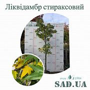 Ліквидамбр Стираксовий 2-2.2 м, обхв. 12–14см, (контейнер 50л) - SAD.UA#$#Ліквидамбр Стираксовий 2-2.2 м, обхв. 12–14см, (контейнер 50л) - SAD.UA