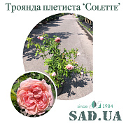 Роза Плетистая Colette 40-60см C5 - SAD.UA#$#Троянда плетиста Colette 40 - 60см C5 - SAD.UA