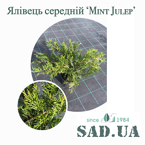 Можжевельник Средний Mint Julep 20-30см, (контейнер 3л) - SAD.UA