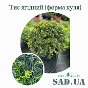 Тис Ягодний 35-40см, (ф.шар), контейнер 15 л - SAD.UA#$#Тис Ягодний 35-40см, (ф.шар), контейнер 15 л - SAD.UA