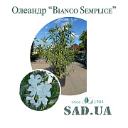 Олеандр Обыкновенный Bianco Semlice 1.4-1.6м, конт.30л - SAD.UA#$# - SAD.UA