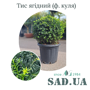 Тис Ягідний 45+см, (ф.куля), конт.25л