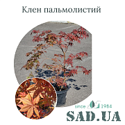 Клён Пальмолистный 1,0-1,5 (конт. 5л) - SAD.UA#$#Клен Пальмолистий 1,0-1,5 (конт. 5л) - SAD.UA