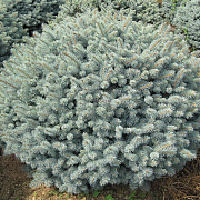 Ель Голубая Glauca Globosa 50-60См - SAD.UA#$#Ель Голубая Glauca Globosa 50-60См - SAD.UA