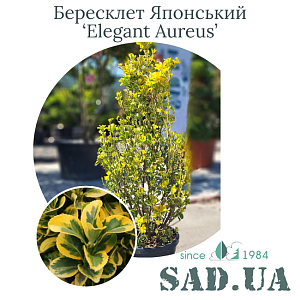 Бересклет Японский Elegant Aureus 1.0-1.2м, конт.35л