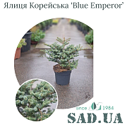 Пихта Корейськая Blue Emperor 30-40см, Ø20-30см, (конт.10л) - SAD.UA#$#Ялиця Корейська Blue Emperor 30-40см, Ø20-30см, (конт.10л) - SAD.UA