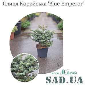 Ялиця Корейська Blue Emperor 30-40см, Ø20-30см, (конт.10л)